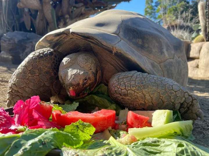 Gramma the Galapagos tortoise, oldest resident of San Diego Zoo, dies at about 141