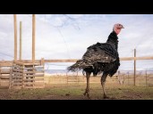 Stew Leonard Says Don't Waste Your Money on a Frozen Turkey this Thanksgiving