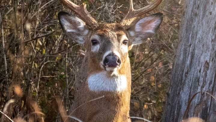 Where are you most likely to hit a deer in Ohio? Stark County
