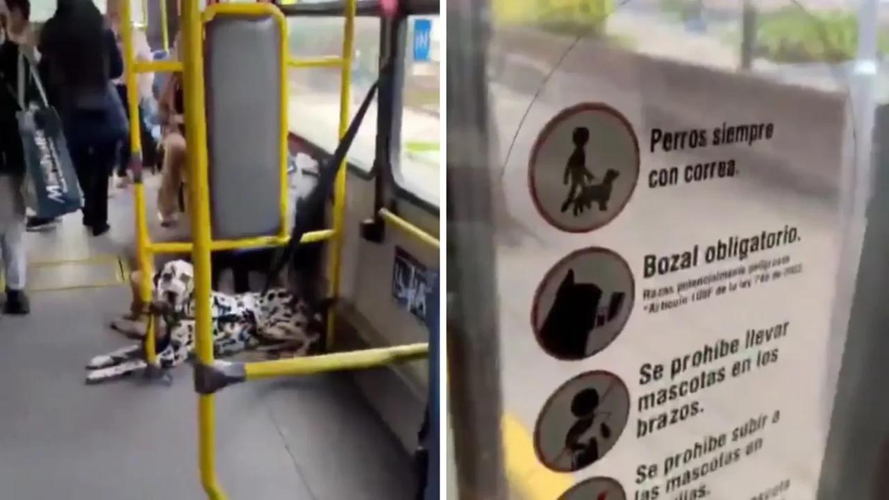 VIDEO | Conductor de Transmilenio detuvo su ruta para expulsar a pasajeros que iban con mascotas