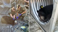 Bear Relocated After Dramatic Capture Near Saw Mill River Parkway In Pleasantville