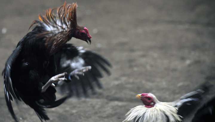 Over 110 birds seized, 2 Arizona men indicted in cockfighting case