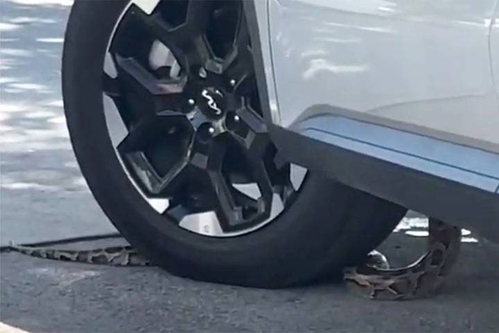 Snake Slithers into Car While Owner Is Waiting in Florida Drive