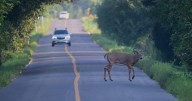 Deer collisions increase by 16% in the week following time change, study finds