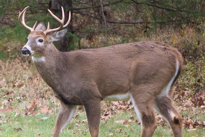 This deer hunting season, DEC urges hunters to donate venison amid SNAP cuts