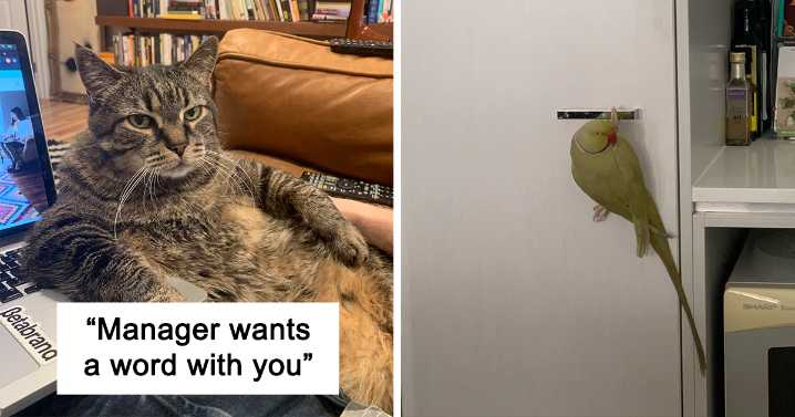 29 Funny “Co-Worker” Pics From People Working From Home