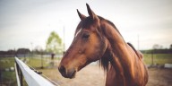 2 Texas EVH-1 cases confirmed as Equine Herpes Virus outbreak begins in Waco
