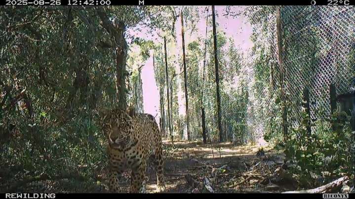 Crimen ambiental: asesinaron a Acaí, la yaguareté nacida en el Iberá y reintroducida en El Impenetrable