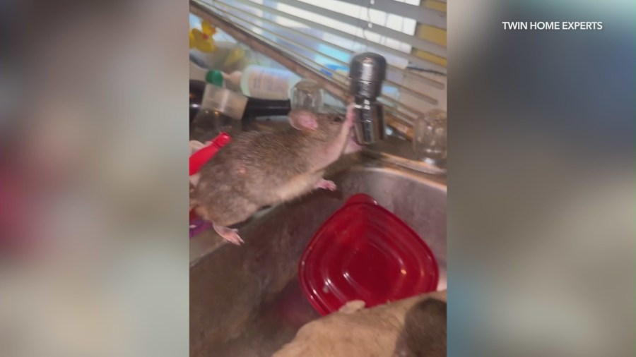 Rat-infested Orange County home frustrating neighbors