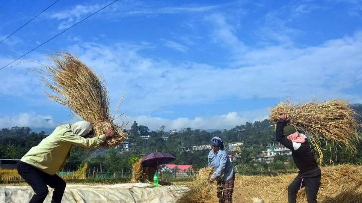 Farming amid fear: Border villagers vigilant against rising Pakistan threats