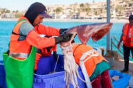 Establecen cuota de 38,659 toneladas de captura complementaria del calamar gigante