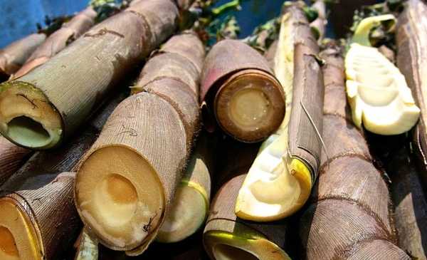 El bambú revoluciona el mercado de construcción de casas