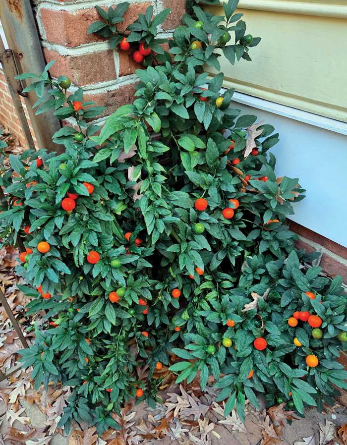 Darrell Blackwelder: Jerusalem cherry provides a pop of color