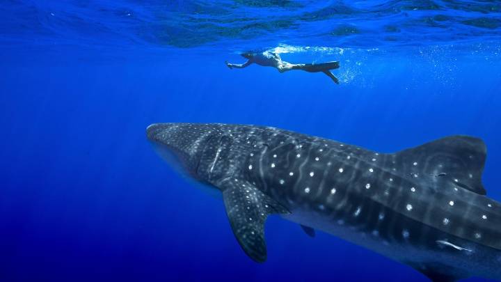 Governments endorse greater protections for sharks amid concerns about overfishing