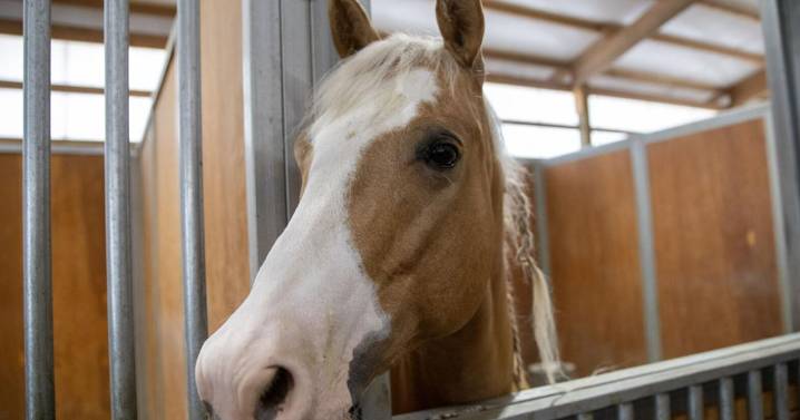 ISDA recommends cancellation of equine events due to virus