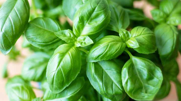 How To Grow Basil Indoors So You Can Enjoy It All Year Long