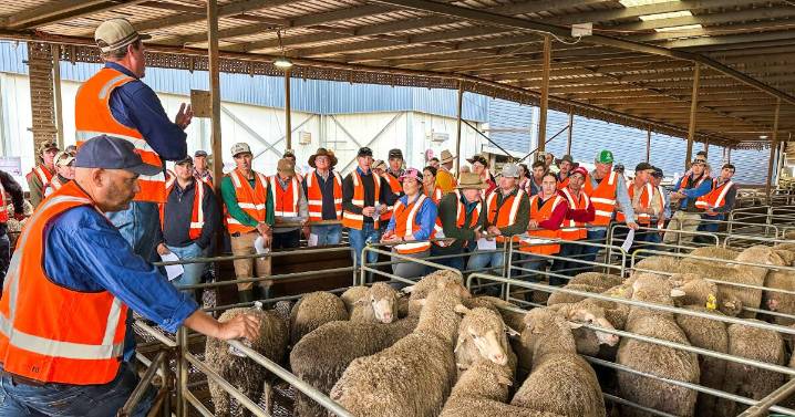 Australian Merino Production Trial meat challenge initial results