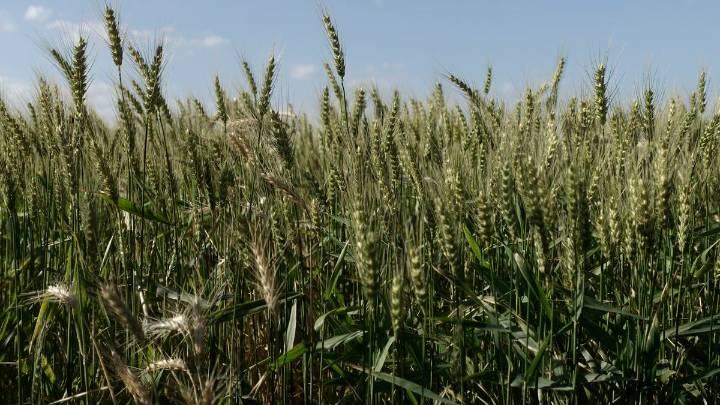 La Bolsa de Rosario subió su pronóstico para el trigo: 24,5 millones de toneladas