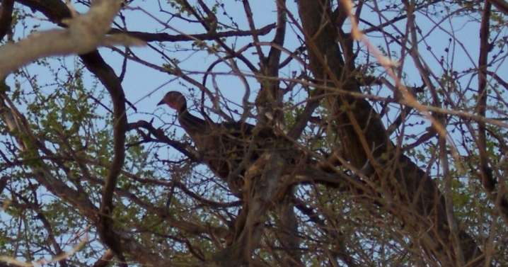 As God as my witness, turkeys CAN fly