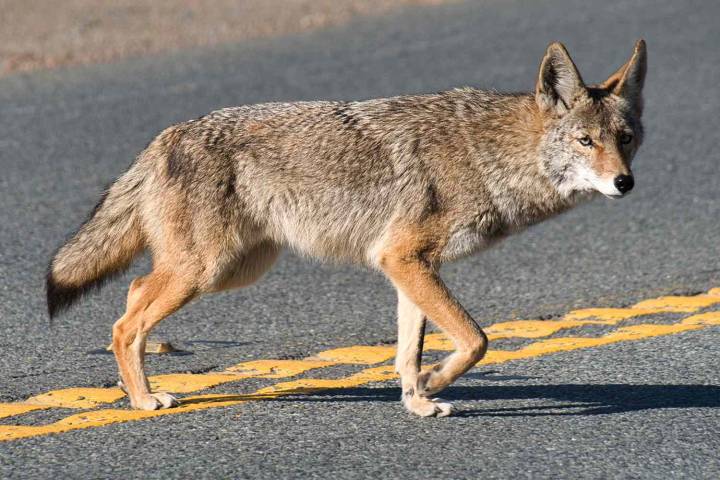 Coyote Attacks 2 Children Near San Diego Mall, Biting 3