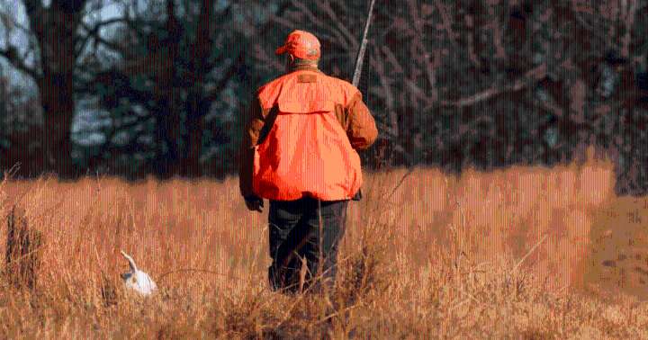 Arkansas Game and Fish Commission opens up two Wildlife Management Areas for quail hunting permits