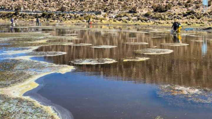 "Daño ambiental severo": Los trabajos de Conaf tras derrame de aceite de soya en Lago Chungará