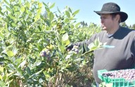 Crece la producción de arándanos con cosecha a pleno y buena demanda