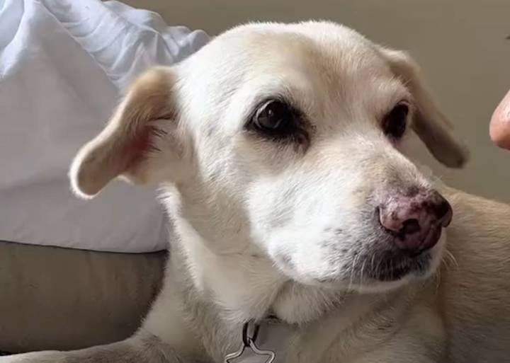 Amor animal. Estuvo perdida siete años, logró reencontrarse con su dueña y el video del momento emocionó a todos