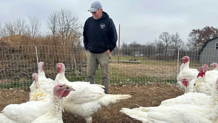 Stores drop turkey prices but other Thanksgiving food may cost more