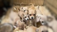 Left Behind In Texas, Mama Dog Guards 8 Puppies With All She Has