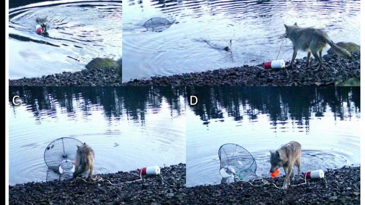 Lobos sorprenden a científicos al usar trampas para cangrejos para alimentarse