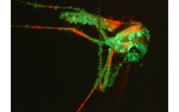 Este hongo modificado genéticamente podría ayudar a solucionar su problema de mosquitos