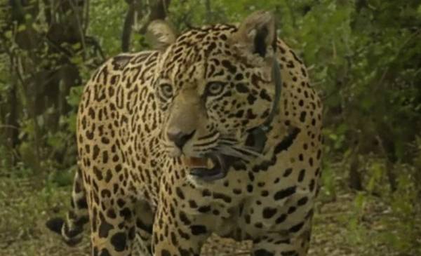 Buscan a la yaguareté Acaí: ofrecen una recompensa récord de $250 millones
