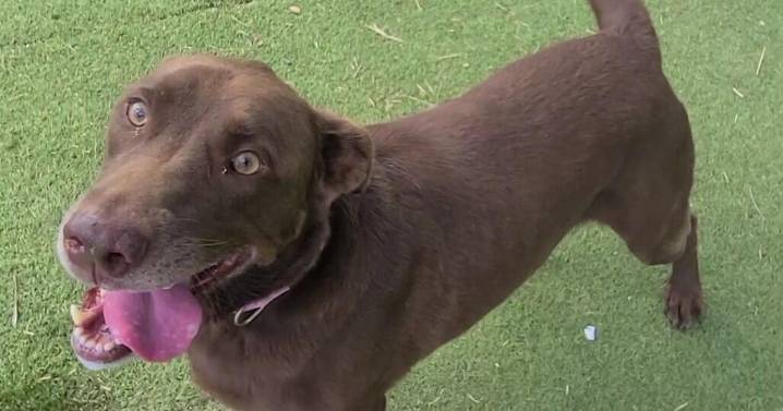 Galveston Island Humane Society pets of the week