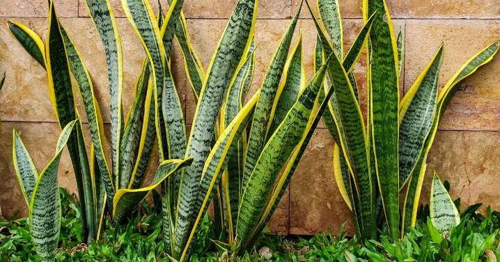 Los peligros ocultos de la lengua de suegra: por qué recomiendan tomar estas precauciones si la tenemos en casa