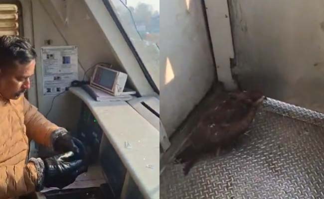 Train pilot injured as eagle shatters windscreen and lands inside...