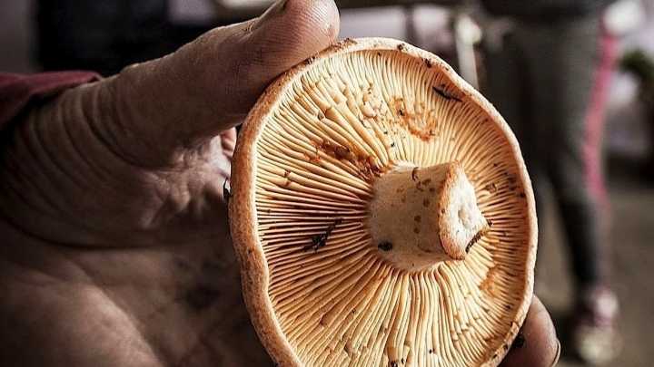 El rey de las setas que confunde a los novatos en el monte