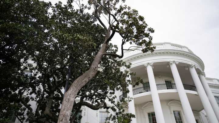 Trump da luz verde a la tala de un legendario árbol de casi dos siglos en la Casa Blanca