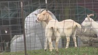 SPCA removes hundreds of animals from farm in Brant