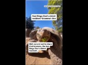 San Diego Zoo’s oldest resident, 'Gramma' dies