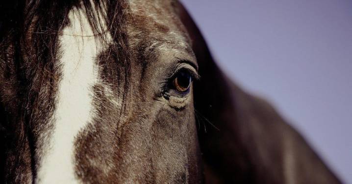 Horse herpes outbreak being monitored in Tennessee