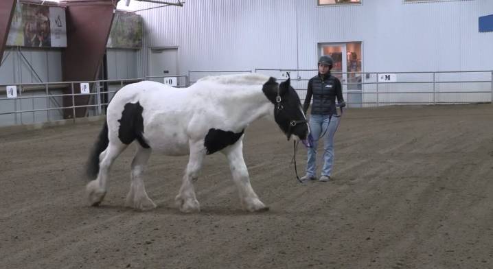 How Equine-Assisted Learning helps those with disabilities grow communication, problem solving and self