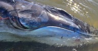 Baby whale to be euthanized after being abandoned by mother