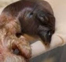 Nace nueva cría de cóndor andino en Colombia gracias a incubación artificial