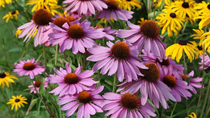 Forget Coneflowers: These 27 Flowers Add Variety To Your Garden