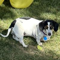 Turkey's best friend