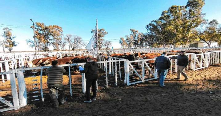 El precio del «gordo» ya ronda los $8.500 el kilo, ¿cuánto más subirá el valor de la hacienda?