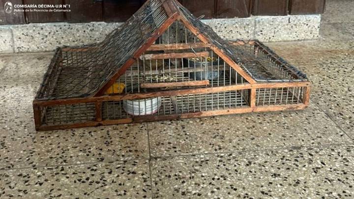 Intentaron huir y abandonaron un ave silvestre en una trampera