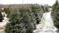 Where to get live Christmas trees, even cut your own, in Savannah