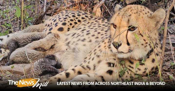 MP: 33 year-old Indian-born cheetah Mukhi gives birth to 5 cubs at Kuno National Park